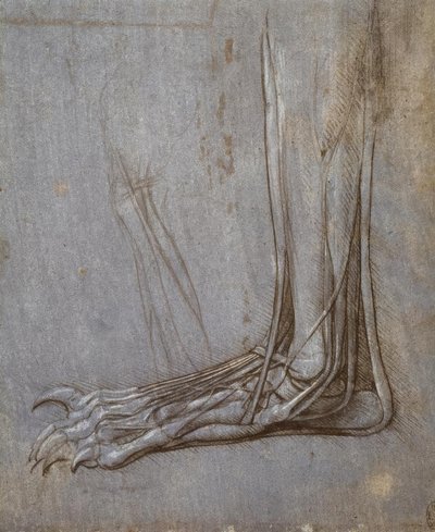 Strekpezen van de tenen van een berenpoot door Leonardo da Vinci